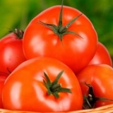 Ultra rane sorte paradajza